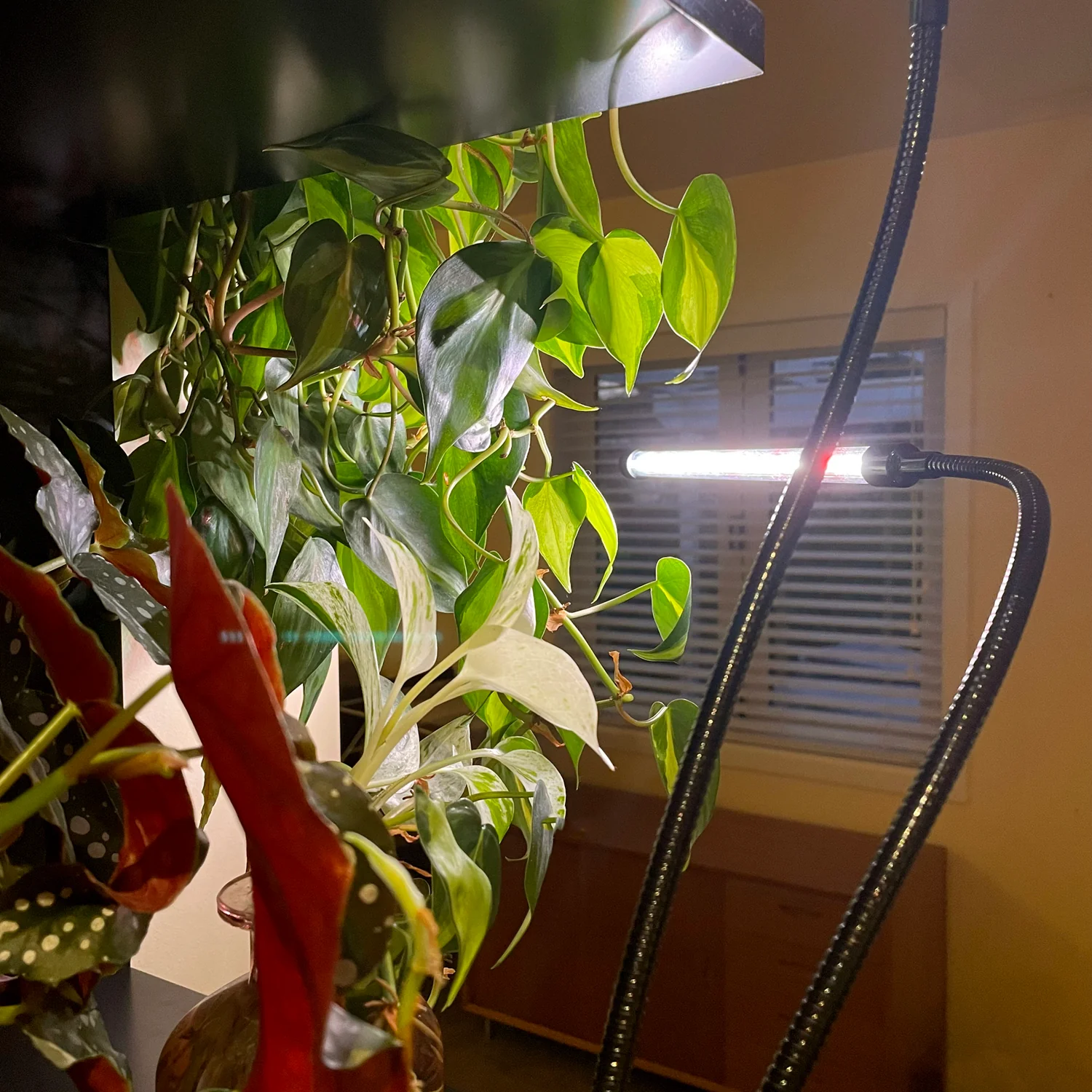 ⭐ PHOTO+ Grow Tubes - DOUBLE with NZ Plug - Clip-on Grow Light Kit for Indoor Plants - Image 3
