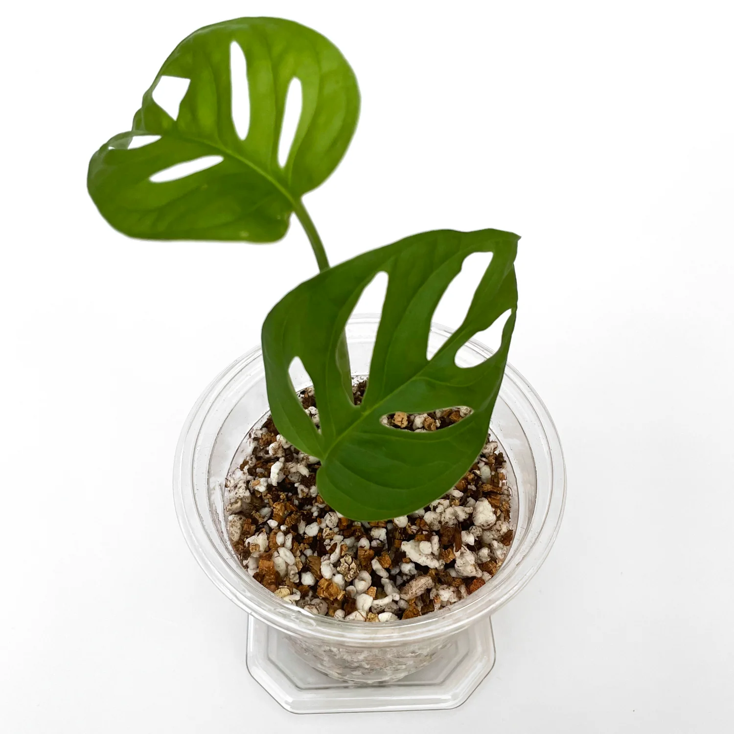 Bio Leaf Starter Mix - 2 litre - Image 4