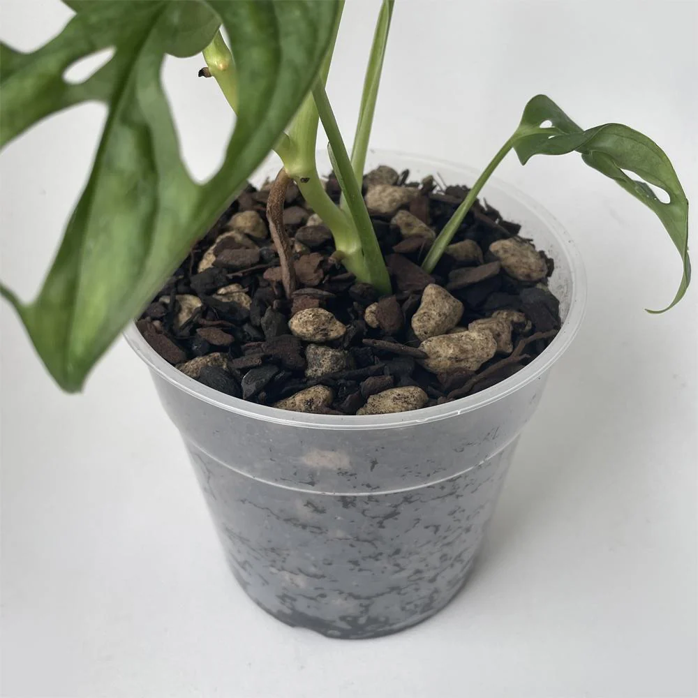 Bio Leaf AROID & HOYA Potting Mix MEDIUM - 2 litre - Image 3