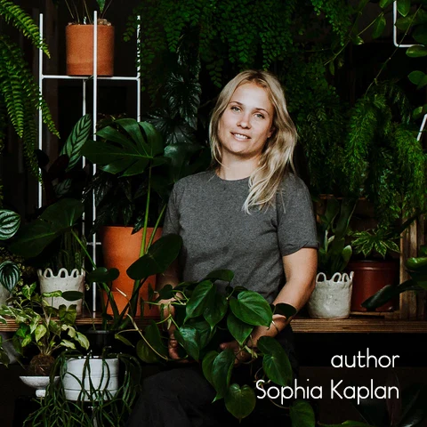 Book - Plantopedia: The Definitive Guide to Houseplants - Image 10