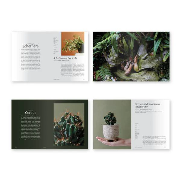 Book - Plantopedia: The Definitive Guide to Houseplants - Image 7
