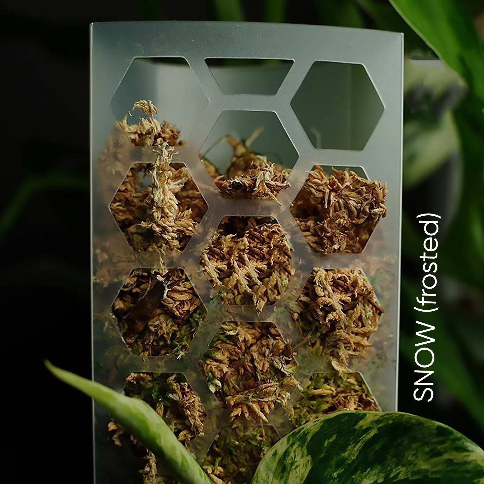 CANOPY Extendable Grow Pole - CLEAR 63cms LARGE [from $18 each] - Image 6