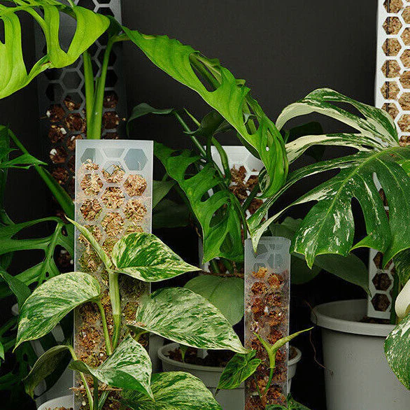 CANOPY Extendable Grow Pole - CLEAR 45cms MEDIUM [from $12 each] - Image 3