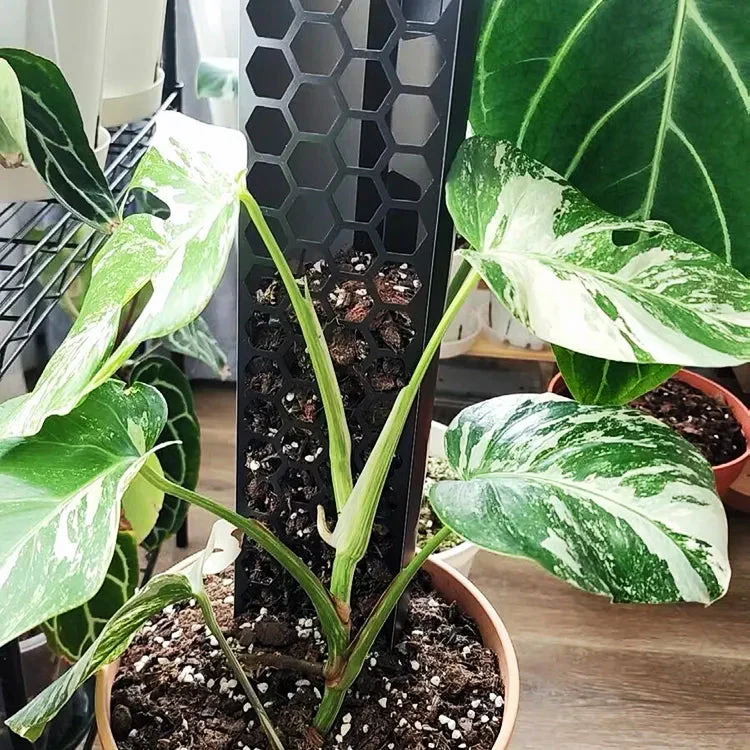 CANOPY Extendable Grow Pole - CLEAR 39cms SMALL [from $9.50 each] - Image 5