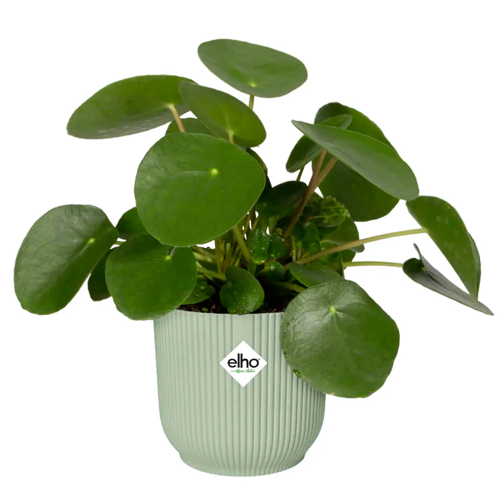 Cover Pot - Elho Vibes - 16cm Mint Sorbet - Image 5