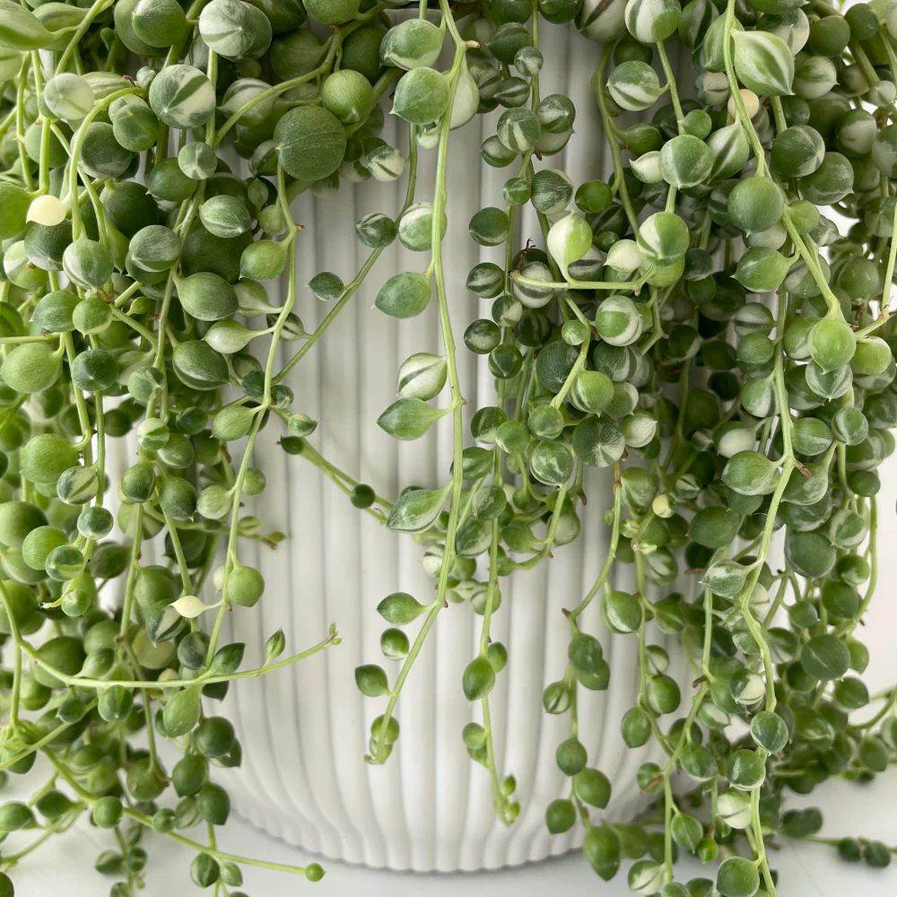 Cover Pot - Elho Vibes - 16cm Eggshell White - Image 4