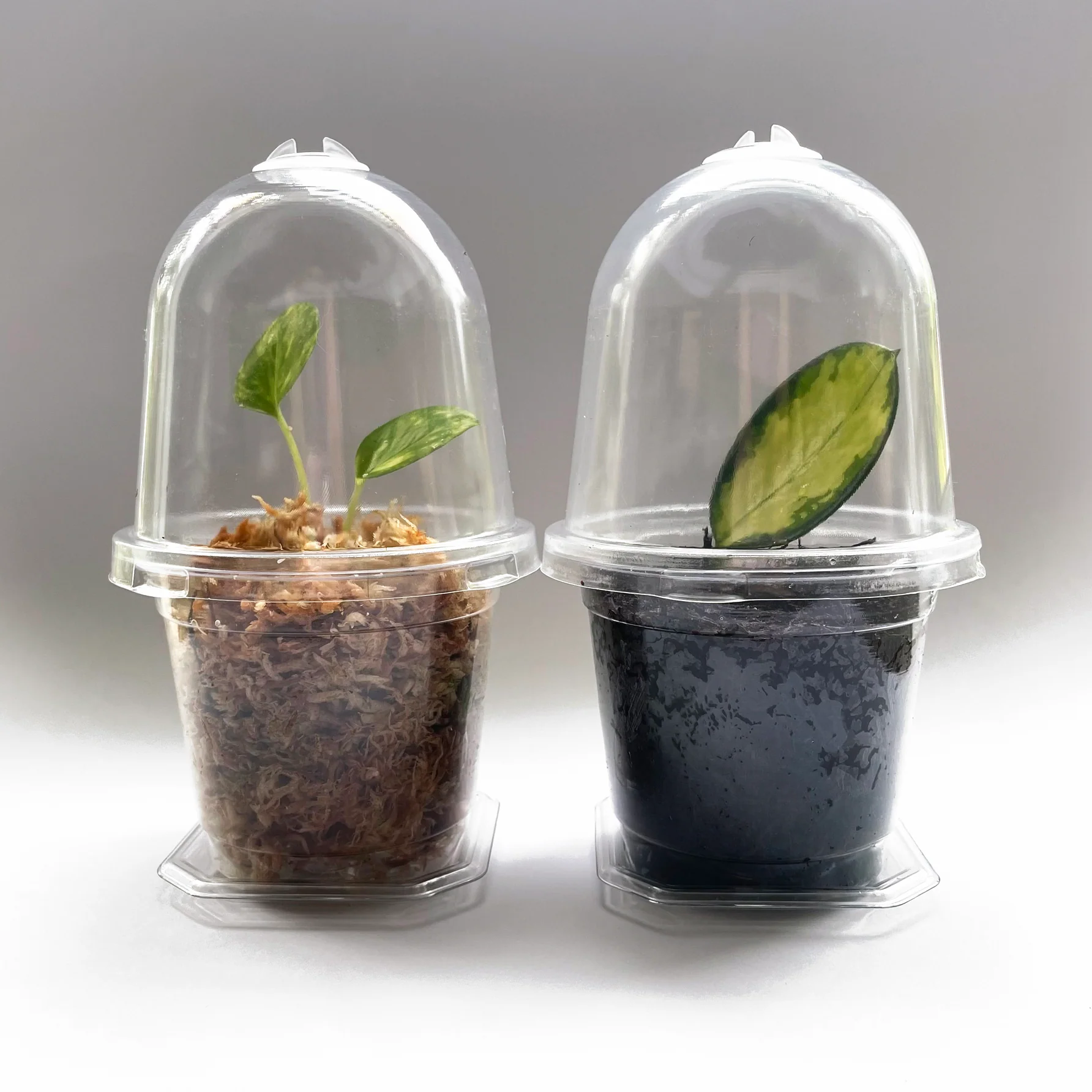Mini Clear Propagation Kit with Humidity Dome - from $2.25 each - Image 3