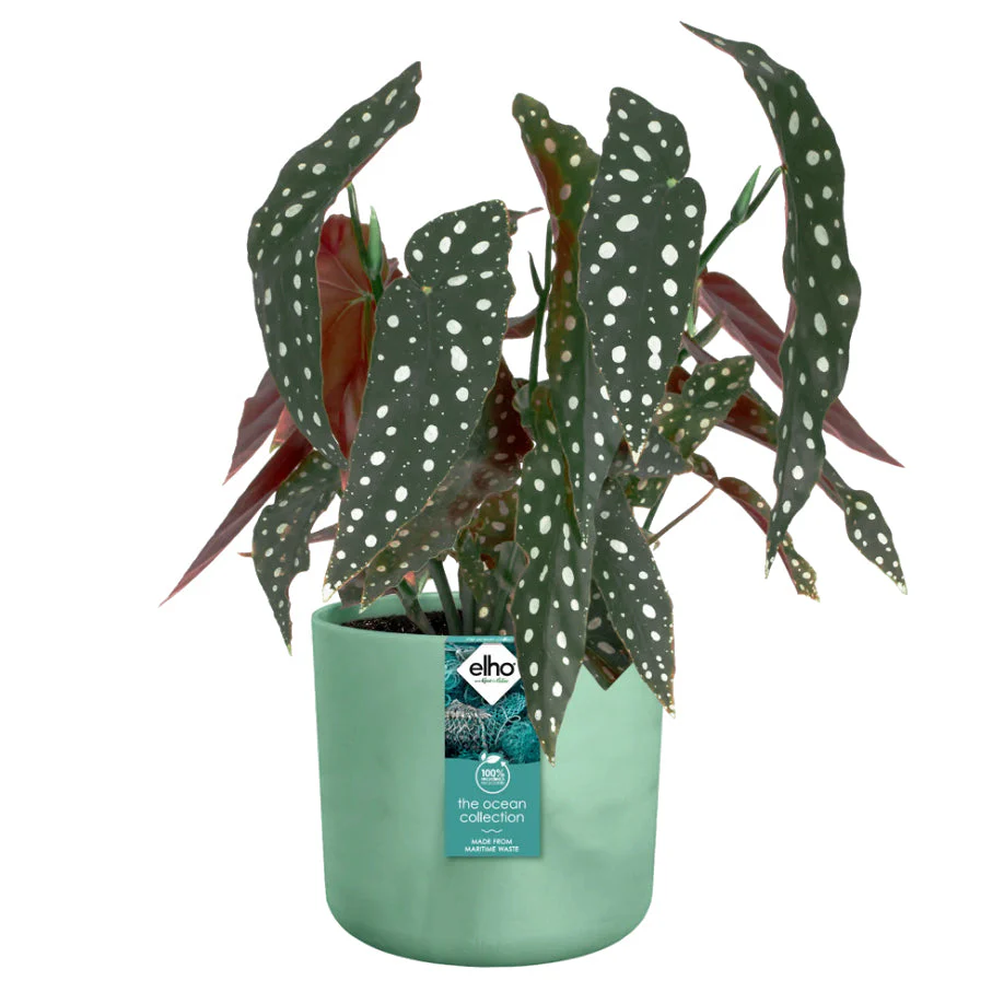 Elho Ocean Collection - 100% Recycled - Pacific Green - 18cm - Image 4