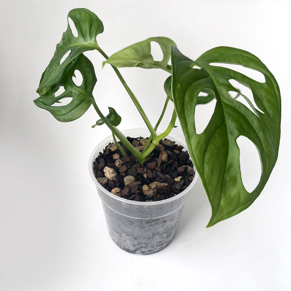 Growing Green by Daniela Sosa - Image 2