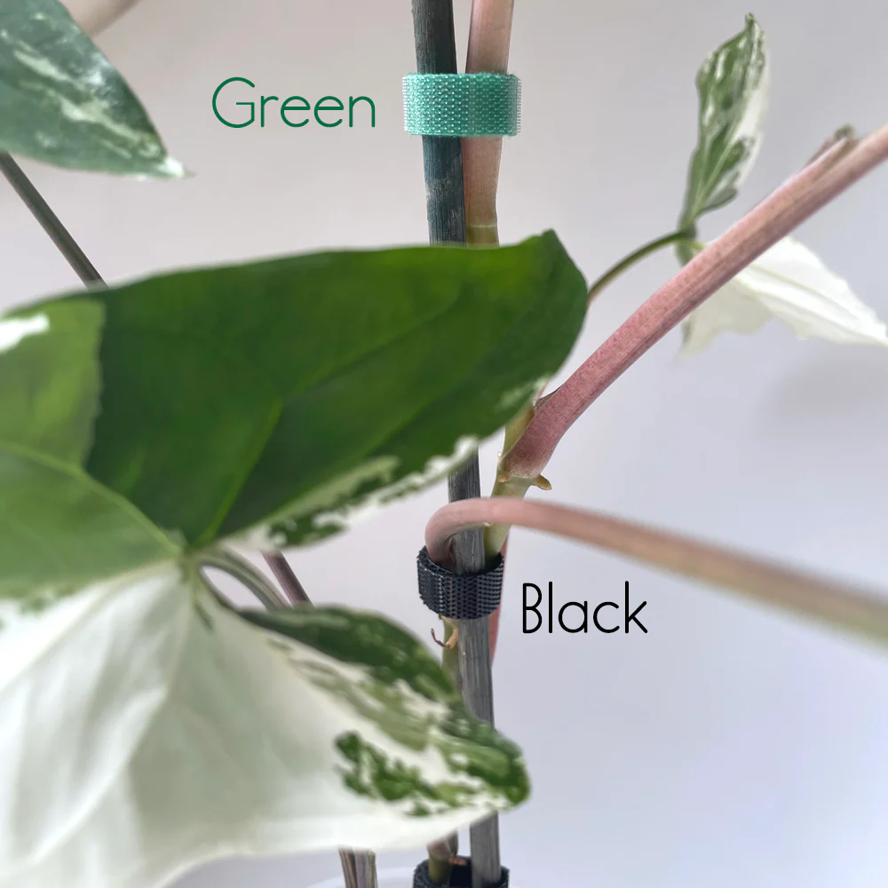 Plant Velcro - 1.5cm wide x 5 to 10 metre roll - BLACK - Image 3