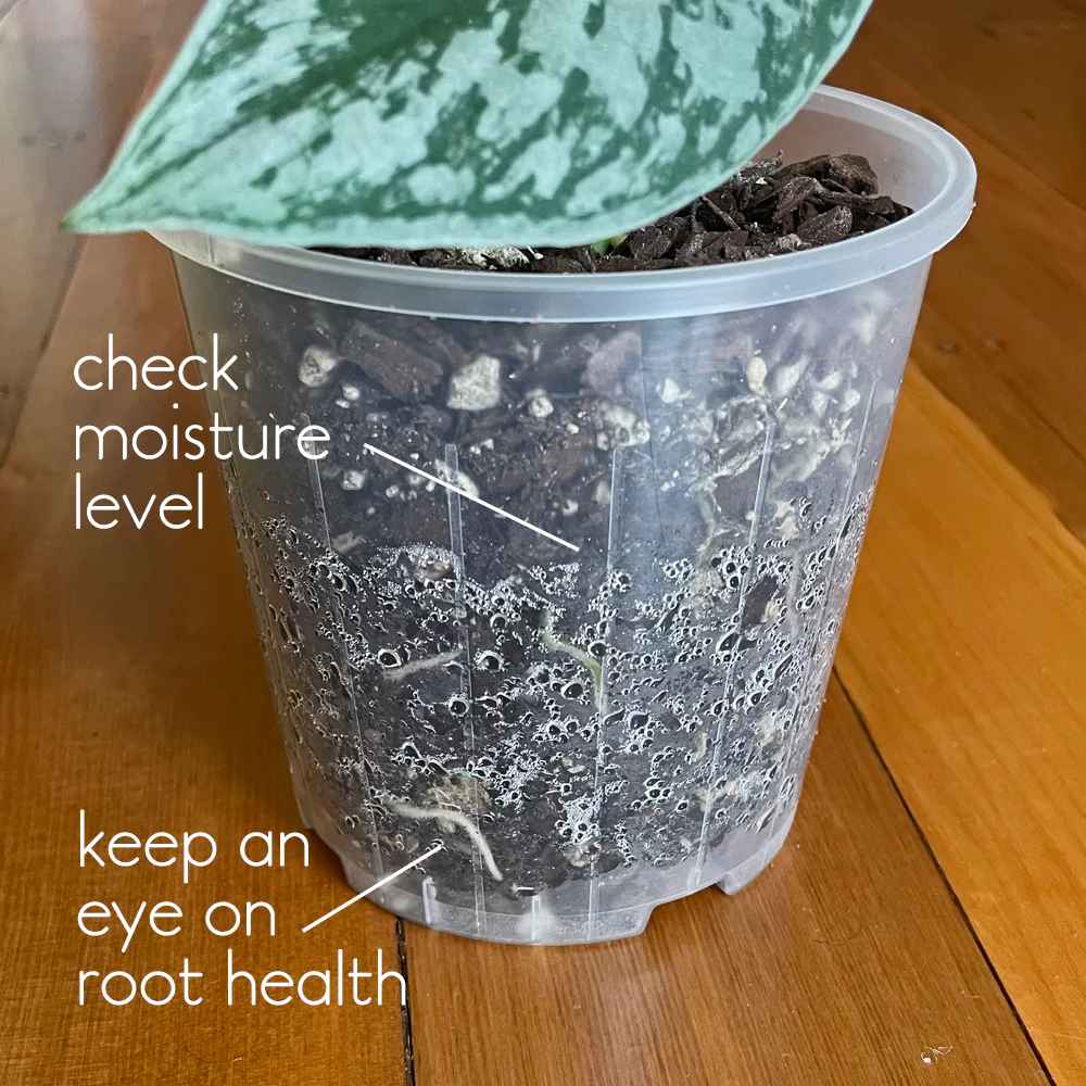 Rain 14 Clear Nursery Pot - 14cm x 12.5cm - 1.3L - from 90c each - Image 5