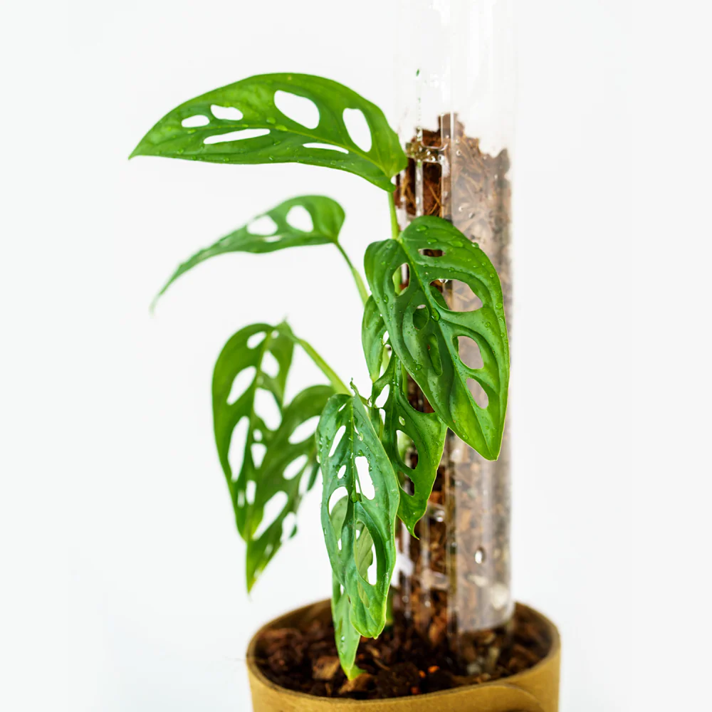 Thiccly GrowPole™ 2.0 Pro - Clear SMALL 30cm [from $6 each] - Image 3