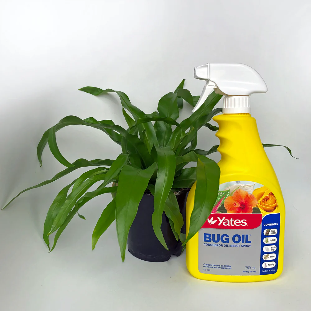 Yates Bug Oil Conqueror Oil Ready to Use Insect Spray - 750ml - For Scale, Mites, Aphids, White Fly, Mealybugs - Image 3